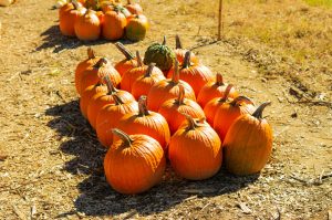 Pumpkins set in a row.